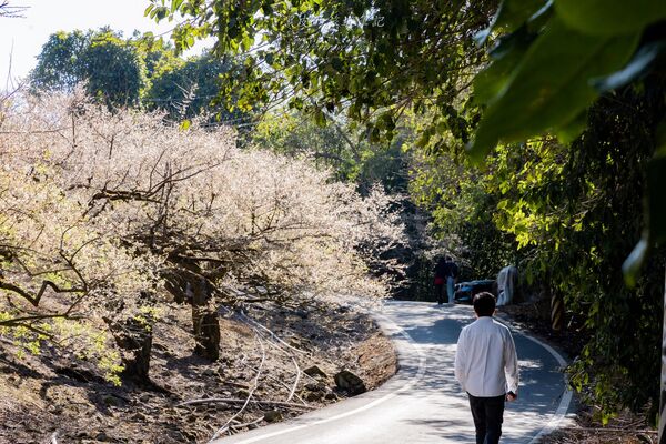 ▲▼外坪頂蔡家梅園。（圖／部落客黑皮的旅遊筆記授權提供）