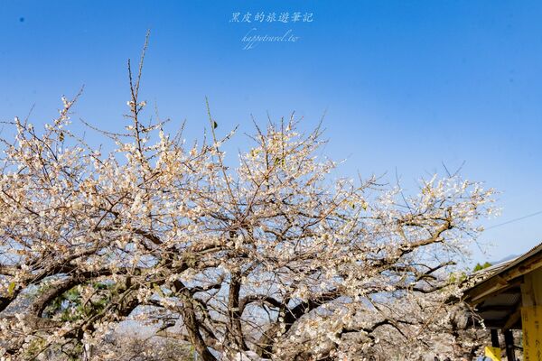 ▲▼外坪頂蔡家梅園。（圖／部落客黑皮的旅遊筆記授權提供）