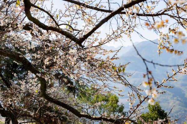 ▲▼外坪頂蔡家梅園。（圖／部落客黑皮的旅遊筆記授權提供）