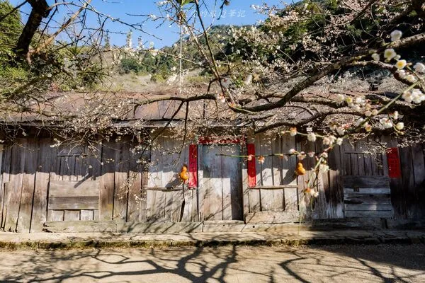 ▲▼外坪頂蔡家梅園。（圖／部落客黑皮的旅遊筆記授權提供）