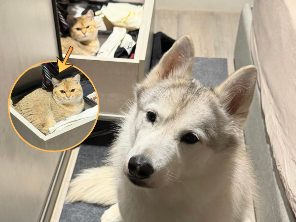 ▲哈士奇與貓妹聯手拆家「衣櫃變睡窩」　網笑翻：一定是受貓指使。（圖／HARU（哈魯）@husky____haru提供，請勿隨意翻拍，以免侵權。）