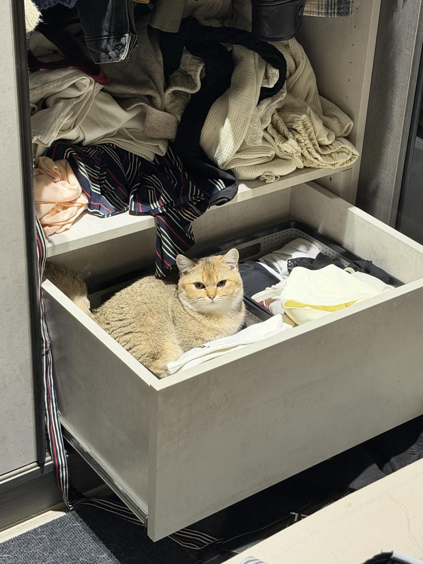 ▲哈士奇與貓妹聯手拆家「衣櫃變睡窩」　網笑翻：一定是受貓指使。（圖／HARU（哈魯）@husky____haru提供，請勿隨意翻拍，以免侵權。）