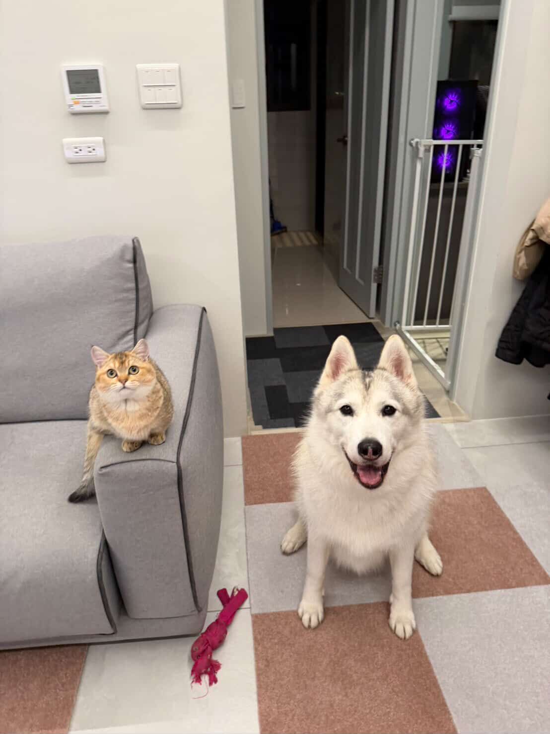 ▲哈士奇與貓妹聯手拆家「衣櫃變睡窩」　網笑翻：一定是受貓指使。（圖／HARU（哈魯）@husky____haru提供，請勿隨意翻拍，以免侵權。）