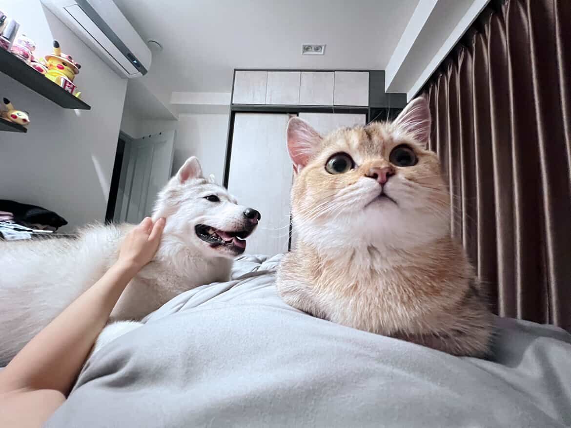 ▲哈士奇與貓妹聯手拆家「衣櫃變睡窩」　網笑翻：一定是受貓指使。（圖／HARU（哈魯）@husky____haru提供，請勿隨意翻拍，以免侵權。）