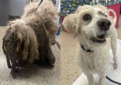 救到「腐爛神」全身髒厚毛走不動　剪完毛萌樣志工也驚訝