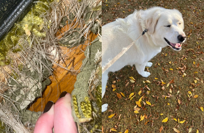 愛犬咬爛地毯「意外發現50年代隱藏寶物」　女主人驚：最棒禮物