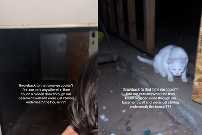 找寵物貓驚見隱藏地下室　女牆後發現「神秘空間」嚇：已經住2年