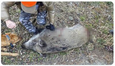 野豬「脫北」遊盪南韓！　2個月後就地正法