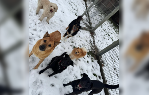 主人收安親班照片　驚見博美「霸氣混進大狗團」網笑：牠才是老大。（圖／翻攝自Reddit）