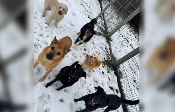 主人收安親班照片　驚見博美「霸氣混進大狗團」網笑：牠才是老大。（圖／翻攝自Reddit）