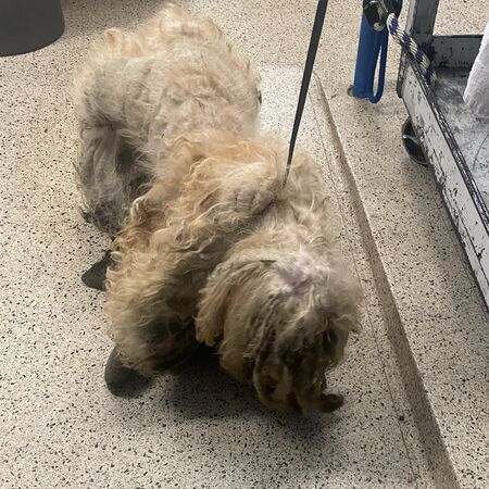 救到腐爛神，真面目是可愛小狗。（圖／翻攝自PSPCA）