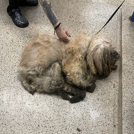 救到腐爛神，真面目是可愛小狗。（圖／翻攝自PSPCA）