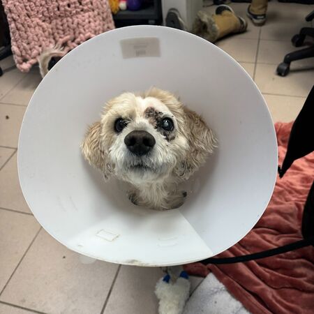 救到腐爛神，真面目是可愛小狗。（圖／翻攝自PSPCA）