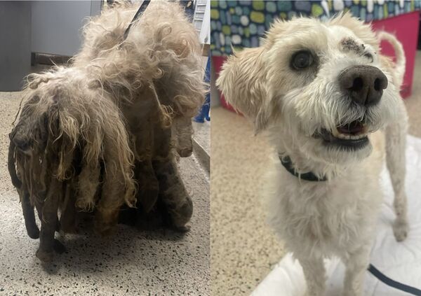 救到腐爛神，真面目是可愛小狗。（圖／翻攝自PSPCA）