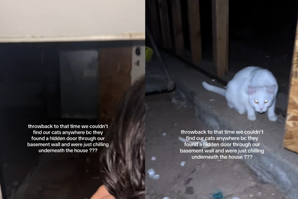 找寵物貓驚見隱藏地下室　女牆後發現「神秘空間」嚇：已經住2年。（圖／翻攝自TikTok／nala_leo_suli） 