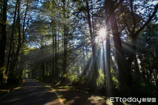 ▲▼  阿里山賓館2026年頂級套房即將亮相登場把阿里山住進心裡！獨享世界級森林療癒、雲霧、日落〈無價〉寶藏 。（圖／阿里山賓館提供）
