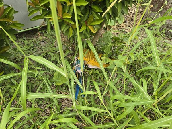 ▲被棄置的鸚鵡。（圖／取自lee_0509）