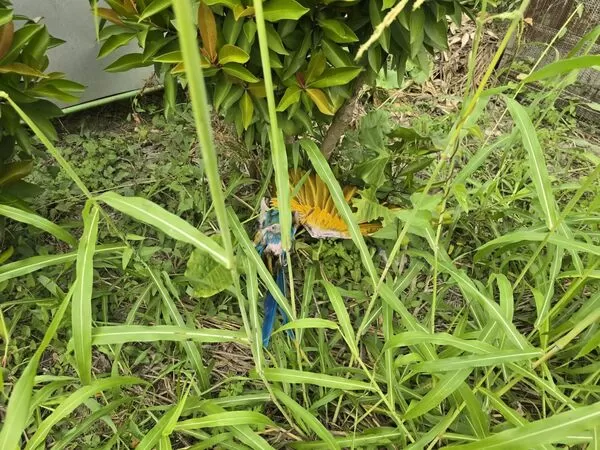 ▲被棄置的鸚鵡。（圖／取自lee_0509）