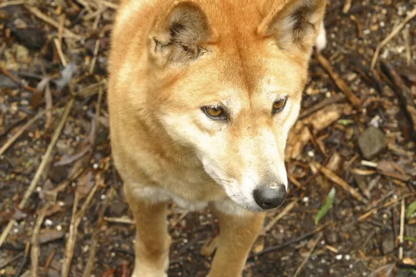 澳洲野犬,Dingo。（示意圖／達志影像）