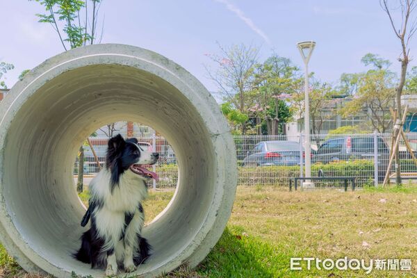 ▲▼高雄「狗狗小花」盛開中！盤點11處寵物犬活動區　今年再增3處。（圖／記者賴文萱翻攝）