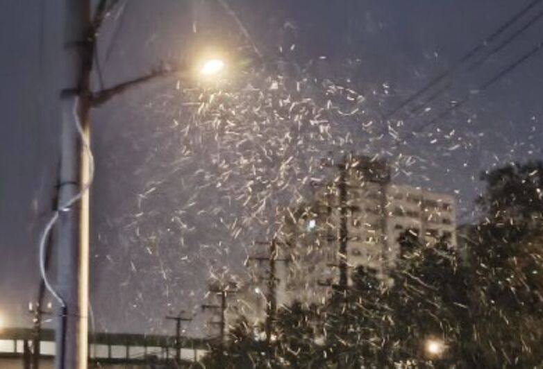 ▲受寒潮影響，上海市降下2026年第一場雪。（圖／翻攝上海市天氣微博）