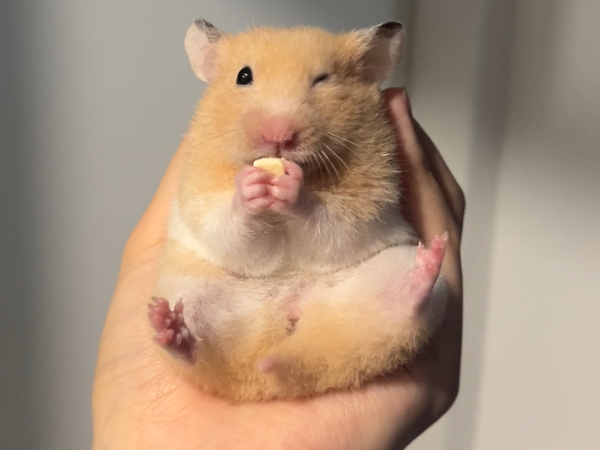 ▲黃金鼠貪吃討食沒坐穩　秒張開小手比出「Safe」手勢萌翻網友。（圖／threads@62uz提供，請勿隨意翻拍，以免侵權。）