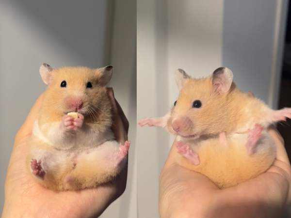 ▲黃金鼠貪吃討食沒坐穩　秒張開小手比出「Safe」手勢萌翻網友。（圖／threads@62uz提供，請勿隨意翻拍，以免侵權。）