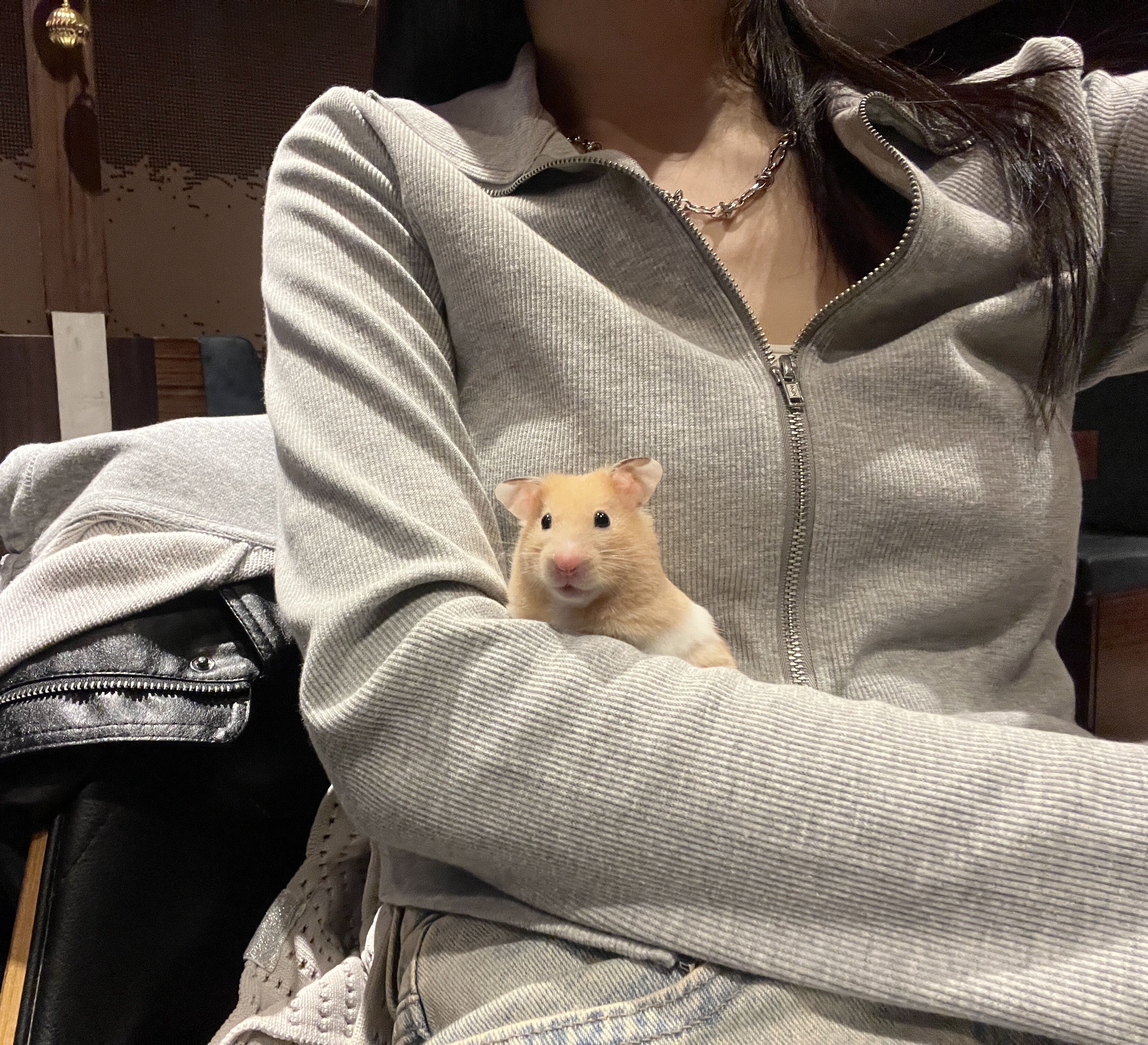 ▲黃金鼠貪吃討食沒坐穩　秒張開小手比出「Safe」手勢萌翻網友。（圖／threads@62uz提供，請勿隨意翻拍，以免侵權。）