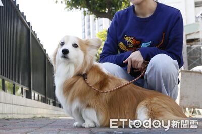 長毛柯基綁「屁屁雙馬尾」　烙賽洗乾淨後防止毛弄髒