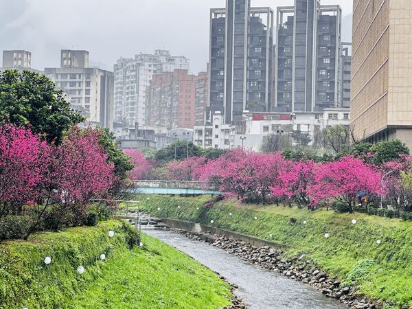 ▲汐止康誥坑溪浪漫賞櫻步道粉嫩登場。（圖／新北市政府提供）