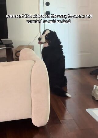 ▲。（圖／翻攝自TikTok／@matchabernie）