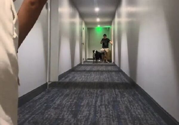 ▲。（圖／翻攝自TikTok／@matchabernie）