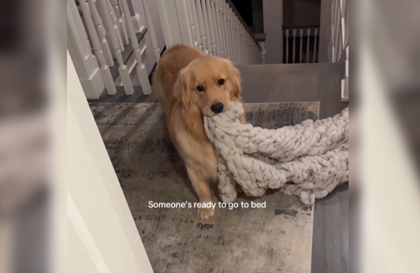 不可以熬夜！愛睏黃金獵犬「咬小被被」站門口　逼主人上床睡覺