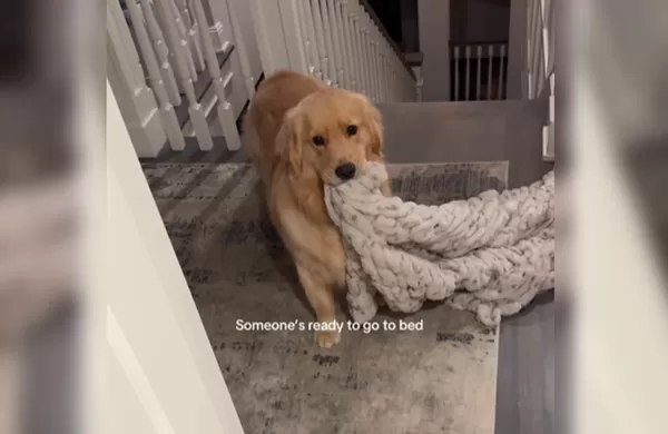 不可以熬夜！愛睏黃金獵犬「咬小被被」站門口　逼主人上床睡覺。（圖／翻攝自Instagram／lexandbenny）