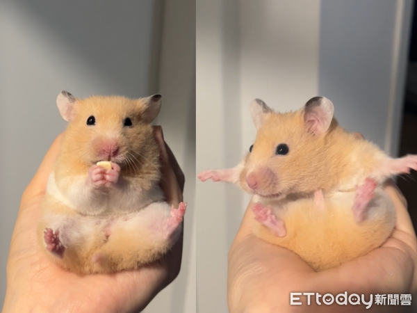 黃金鼠貪吃討食沒坐穩　秒張開小手比出「Safe」手勢萌翻網友