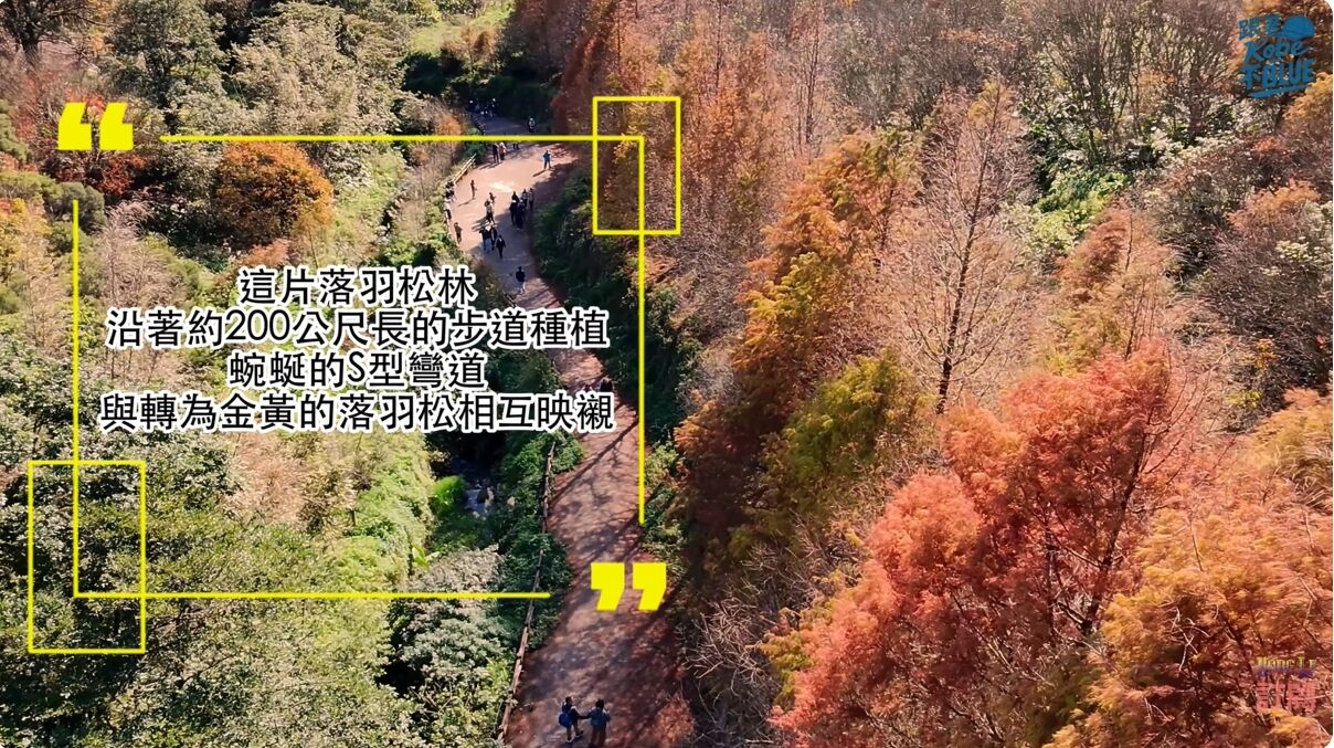 ▲陽明山半日遊懶人包｜封園兩年後重新開放！落羽松步道回歸＋在地麻油雞湯＋日式老宅咖啡。（圖／翻攝自YouTube／跟著Kobe不BLUE）