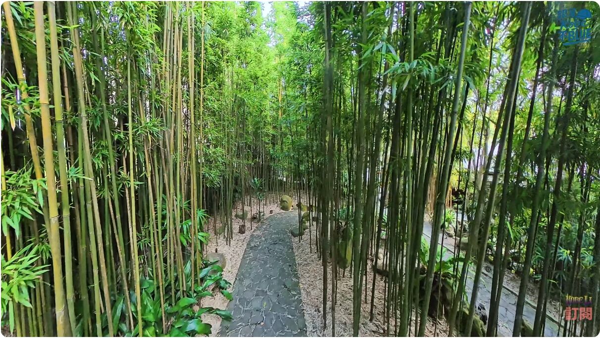 ▲陽明山半日遊懶人包｜封園兩年後重新開放！落羽松步道回歸＋在地麻油雞湯＋日式老宅咖啡。（圖／翻攝自YouTube／跟著Kobe不BLUE）