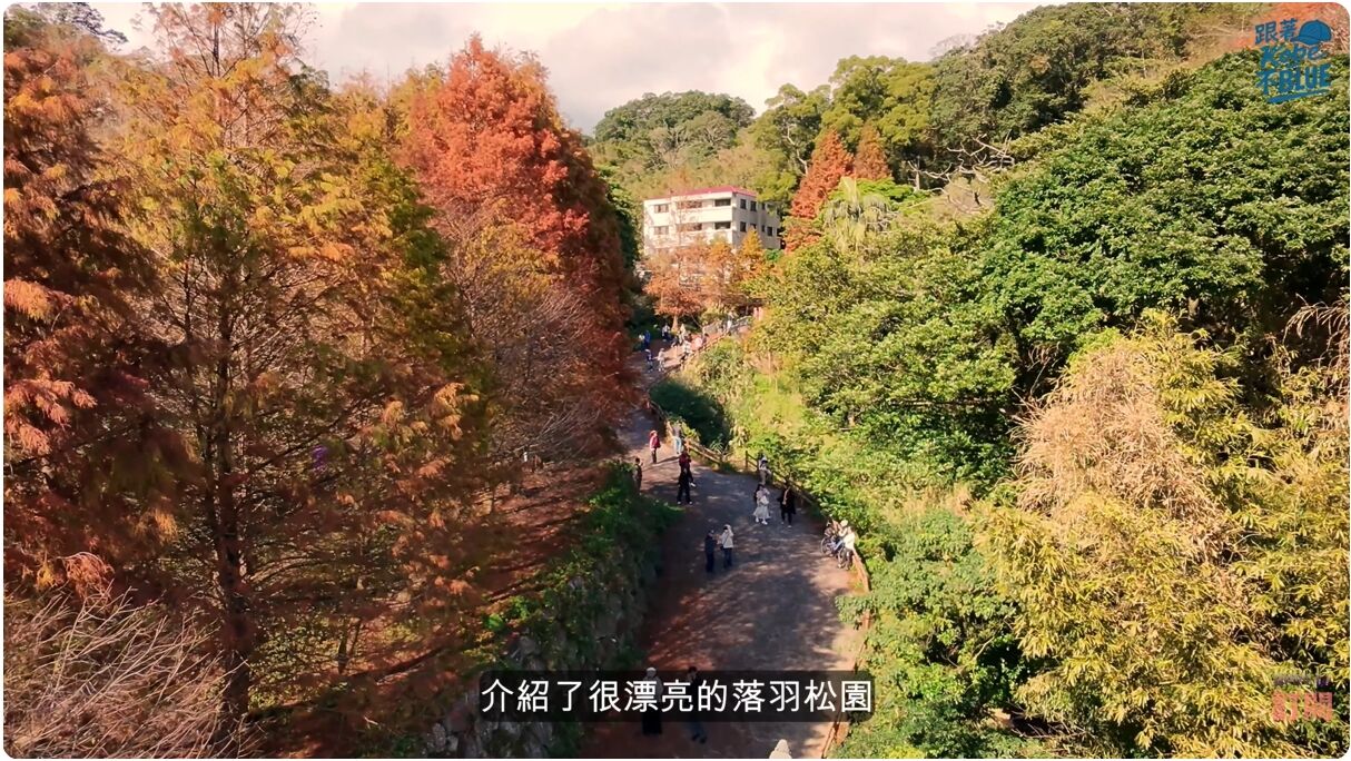 ▲陽明山半日遊懶人包｜封園兩年後重新開放！落羽松步道回歸＋在地麻油雞湯＋日式老宅咖啡。（圖／翻攝自YouTube／跟著Kobe不BLUE）