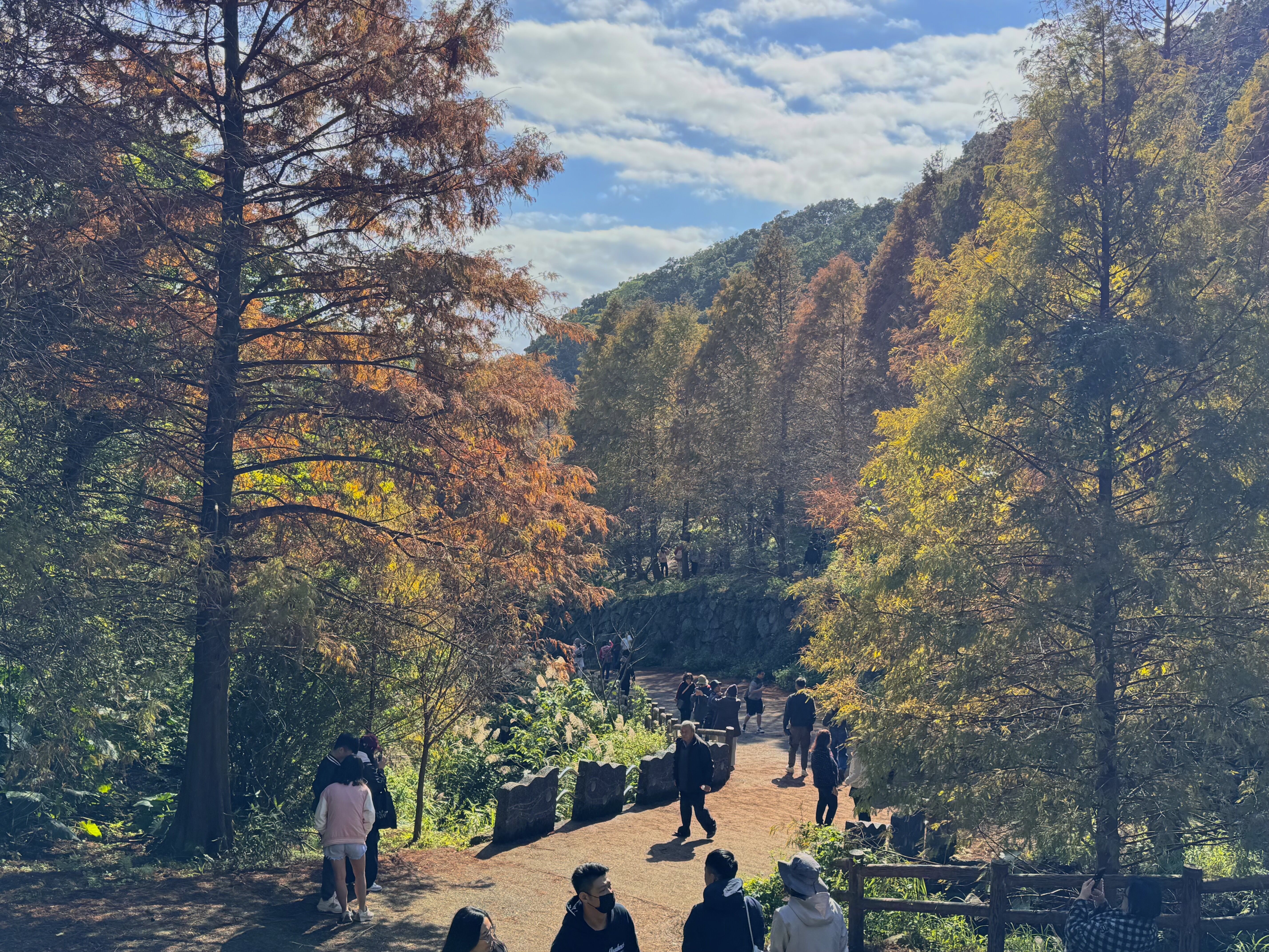 ▲永公路落羽松秘境,陽明山,菁礐溪。（圖／記者胡至欣攝）