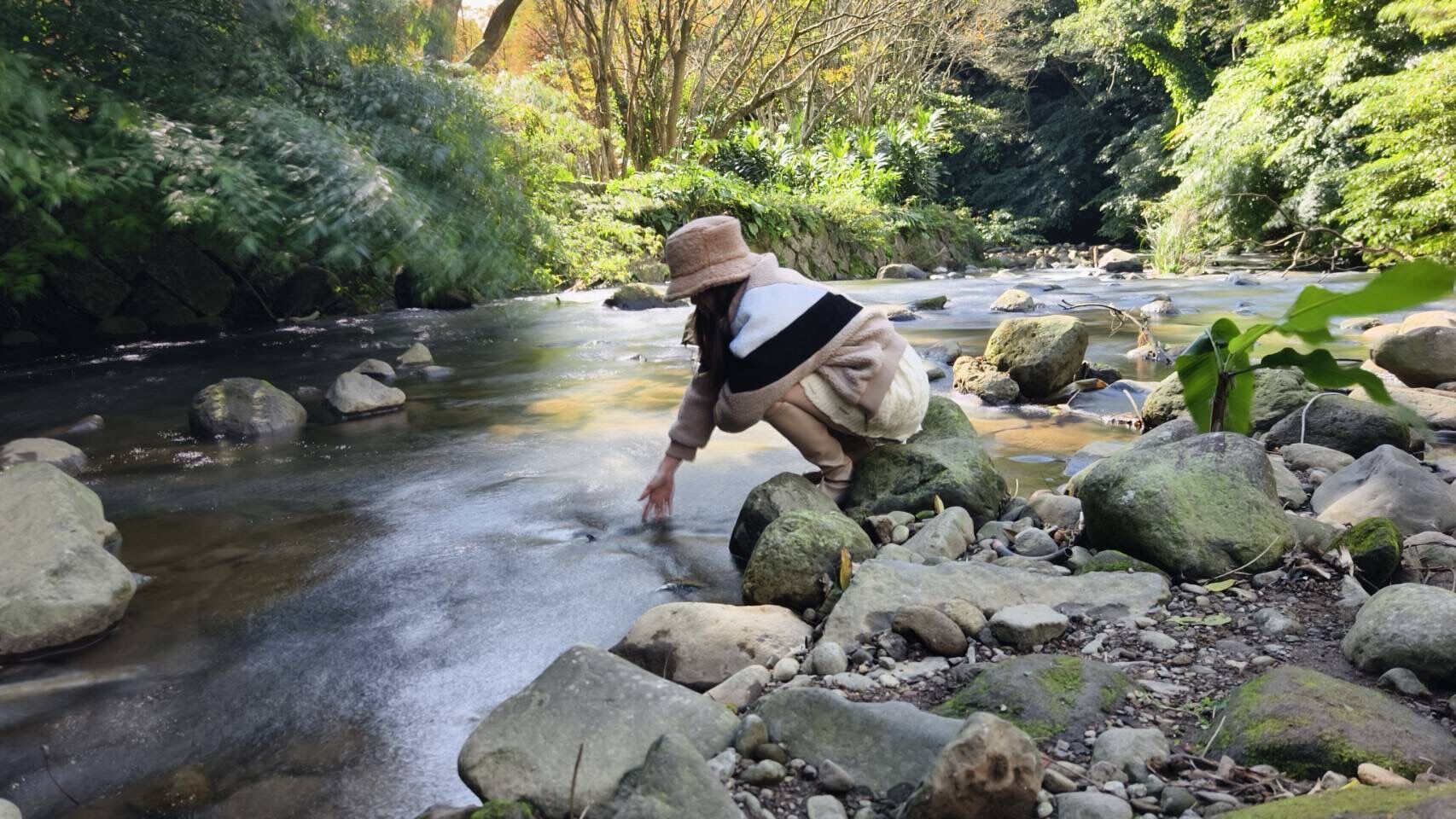 ▲永公路落羽松秘境,陽明山,菁礐溪。（圖／記者胡至欣攝）