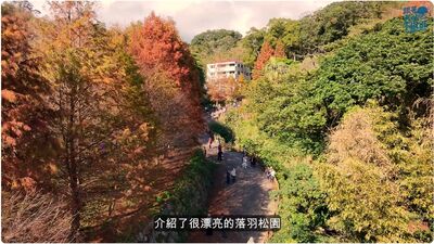 陽明山竹林小徑+落羽松刷異國感