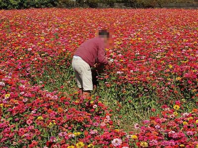 阿姨衝田裡亂拔！彰化絕美百日草花海變癩痢頭　超慘畫面曝