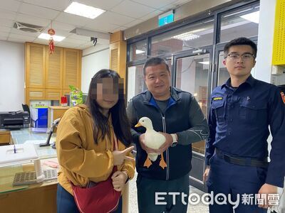 柯爾鴨放風飛走！「從天而降」撲進正妹懷中　她暖心助回家