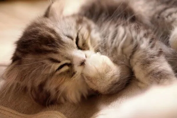 ▲虎斑貓咪遭飼主重摔死亡，圖與本案無關。（示意圖／翻攝自免費圖庫pakutaso）