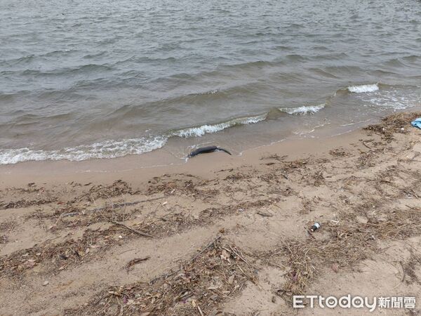 ▲▼金門民眾通報在太湖周邊發現水獺屍體。（圖／金門縣野生動物救援暨保育協會提供)