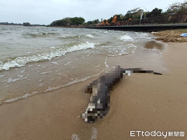 ▲▼金門民眾通報在太湖周邊發現水獺屍體。（圖／金門縣野生動物救援暨保育協會提供)