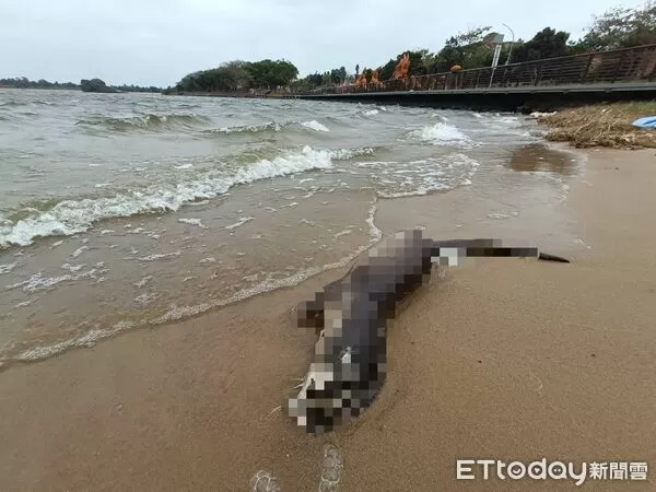 ▲▼金門民眾通報在太湖周邊發現水獺屍體。（圖／金門縣野生動物救援暨保育協會提供)