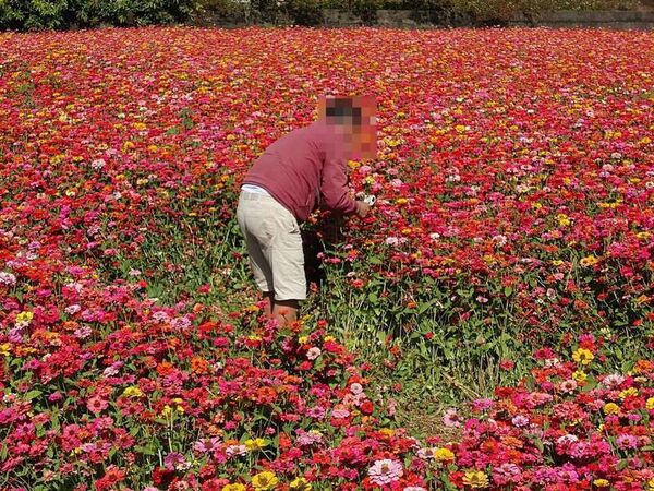 ▲彰化芬園鄉8.5公頃花海遭踩踏破壞。（圖／圖米諾斯提供）