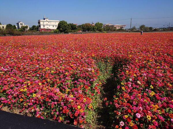 ▲彰化芬園鄉8.5公頃花海遭踩踏破壞。（圖／圖米諾斯提供）