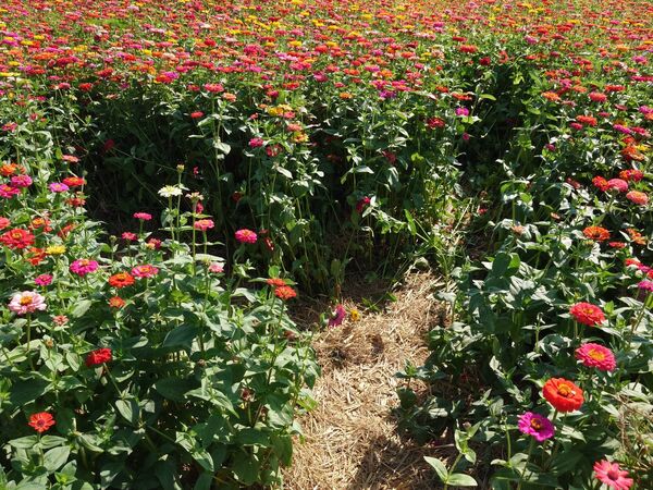 ▲彰化芬園鄉8.5公頃花海遭踩踏破壞。（圖／圖米諾斯提供）